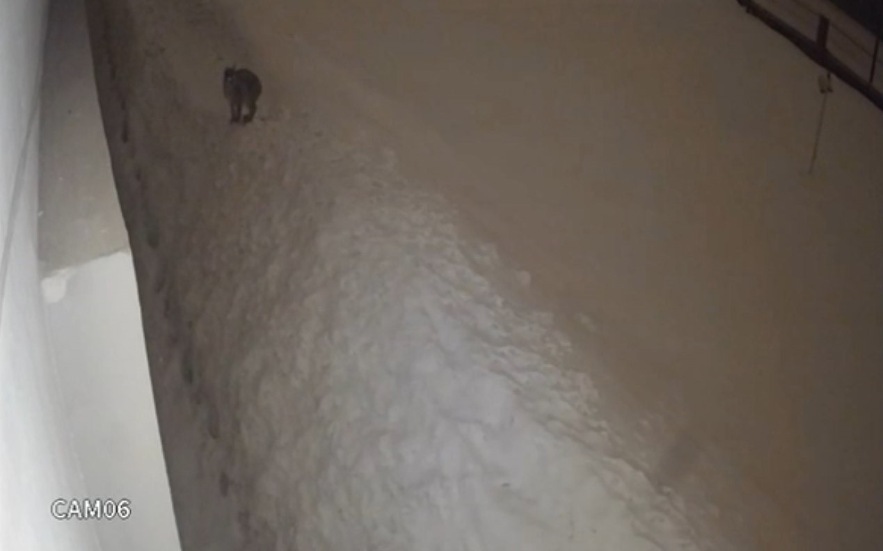 Yüksekova şehir merkezinde vaşak görüntülendi
