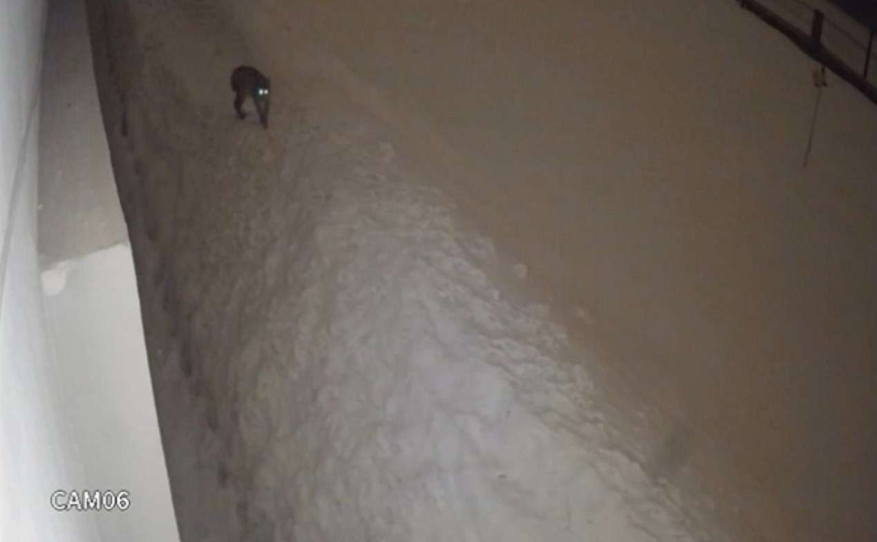 Yüksekova şehir merkezinde vaşak görüntülendi
