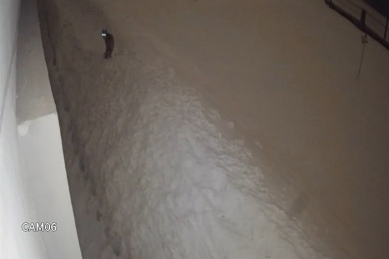 Yüksekova şehir merkezinde vaşak görüntülendi
