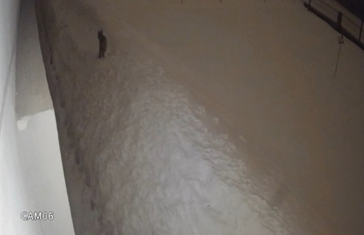 Yüksekova şehir merkezinde vaşak görüntülendi
