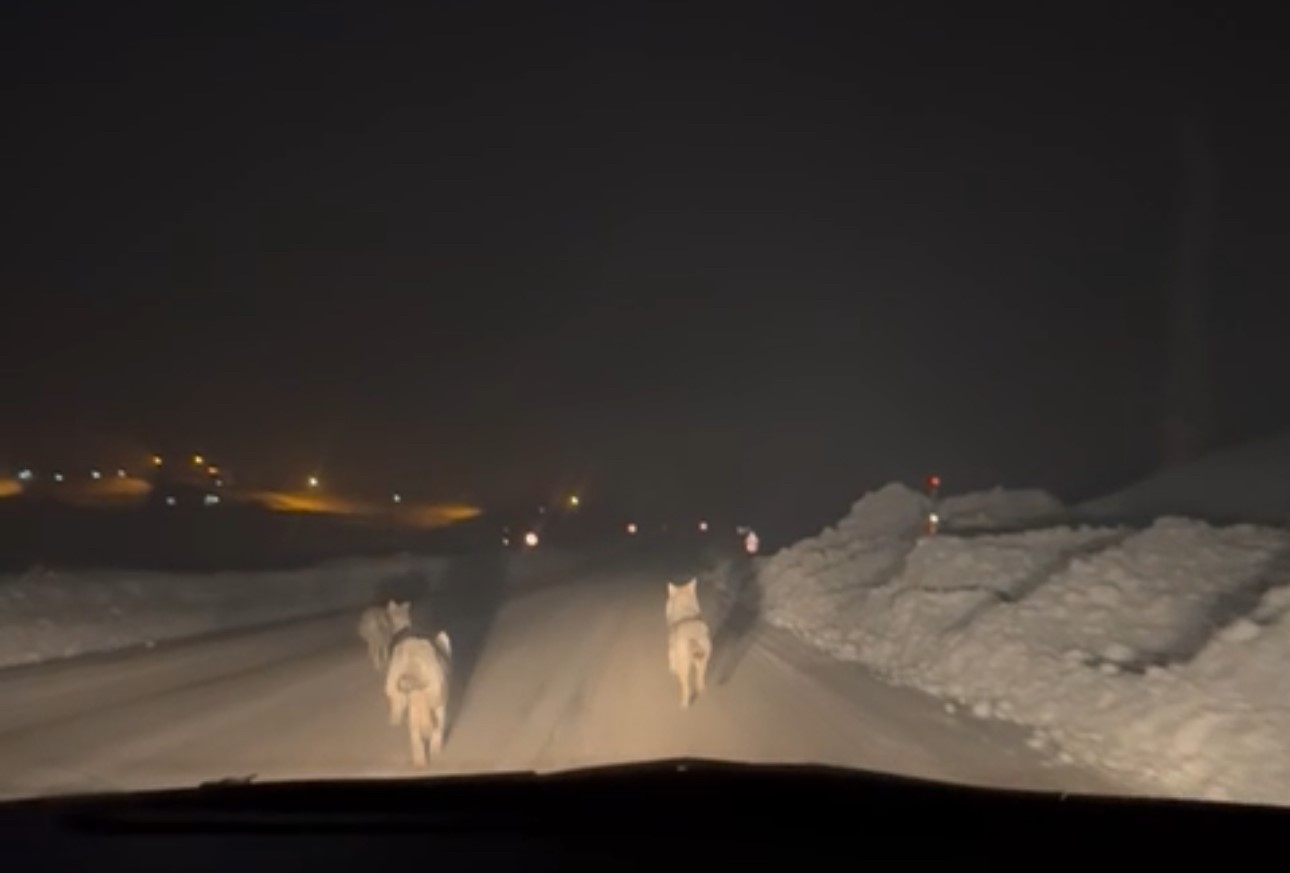 Yüksekova’da aç kalan kurt sürüsü köy yoluna indi
