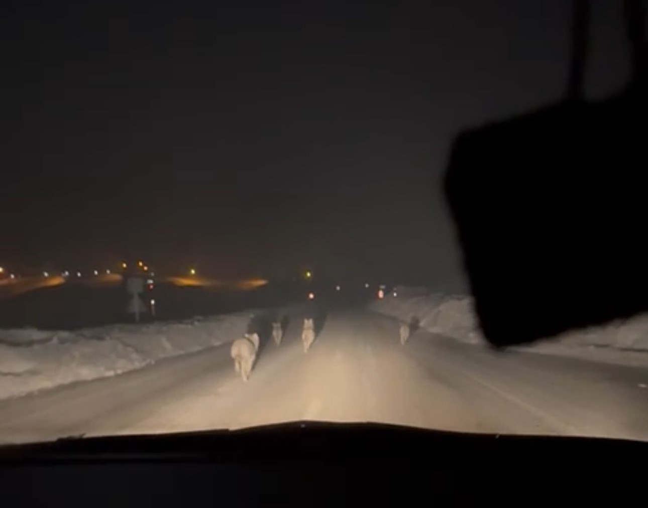 Yüksekova’da aç kalan kurt sürüsü köy yoluna indi
