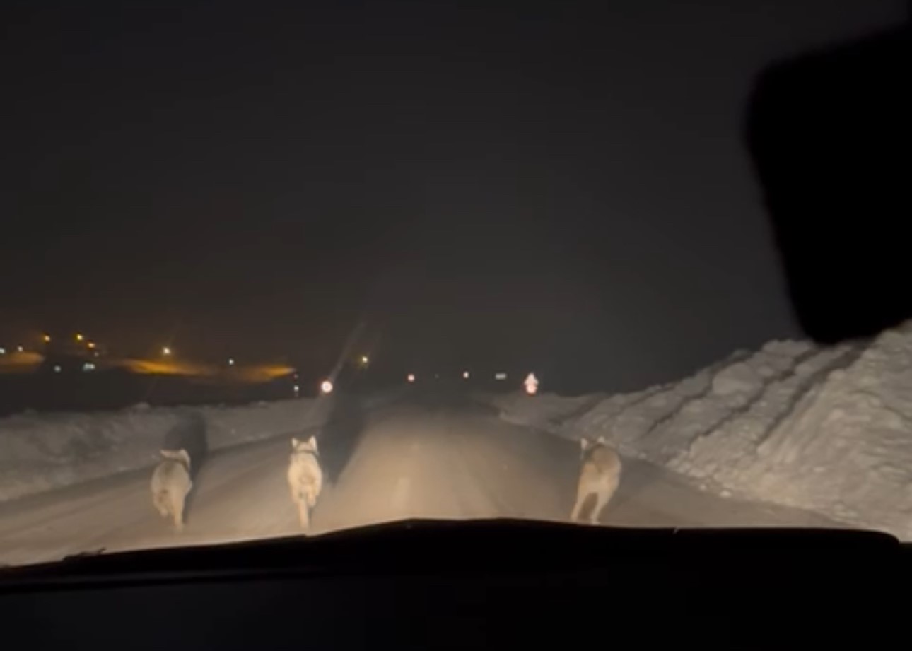 Yüksekova’da aç kalan kurt sürüsü köy yoluna indi
