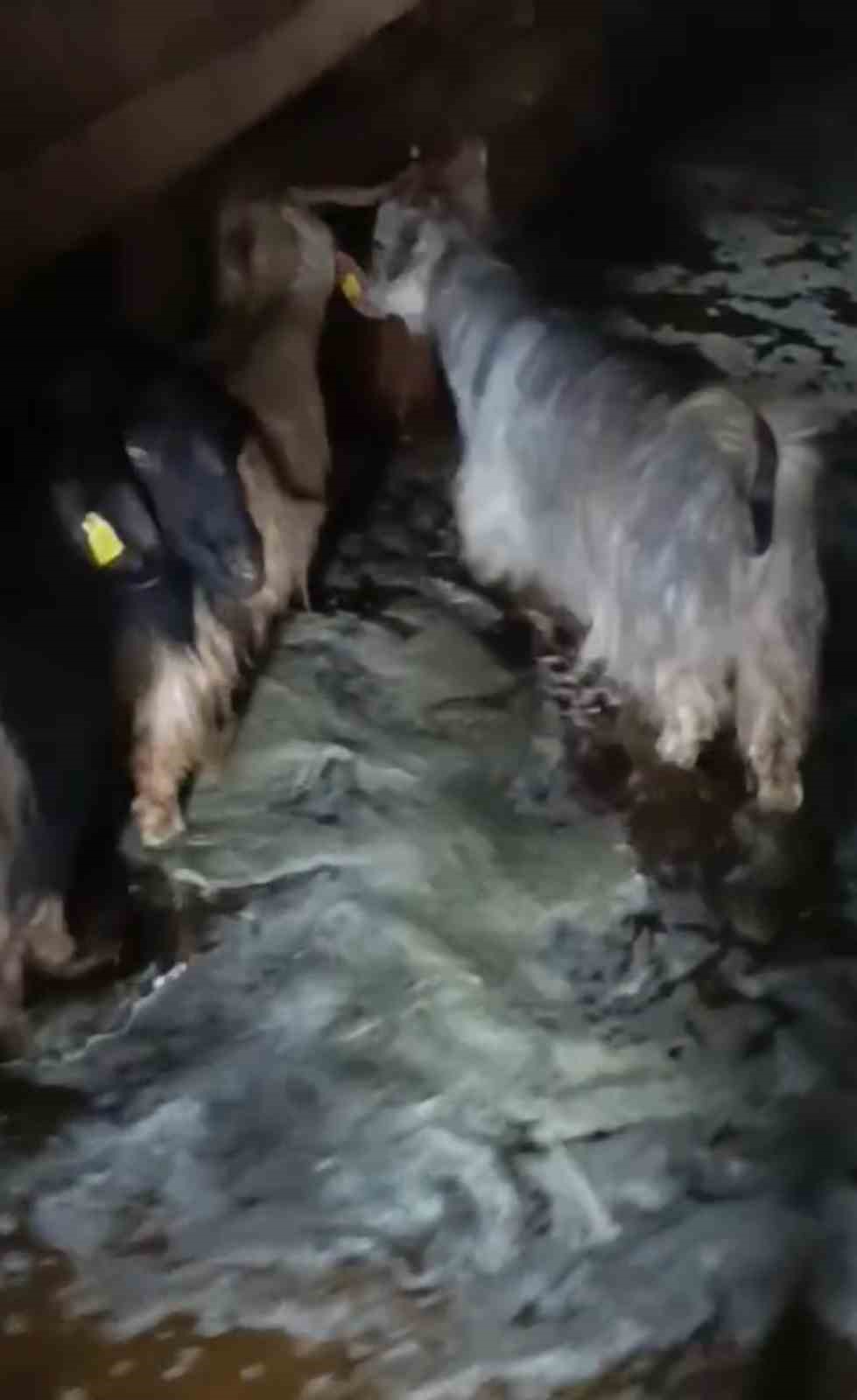 Yüksekova’da ahırları su bastı: Mahsur kalan hayvanlar kurtarıldı
