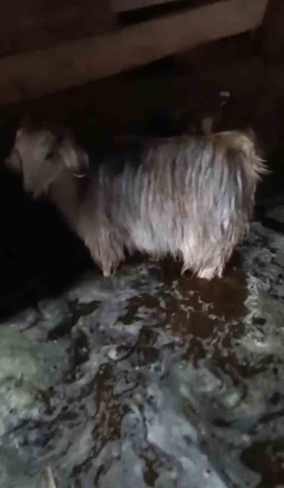 Yüksekova’da ahırları su bastı: Mahsur kalan hayvanlar kurtarıldı
