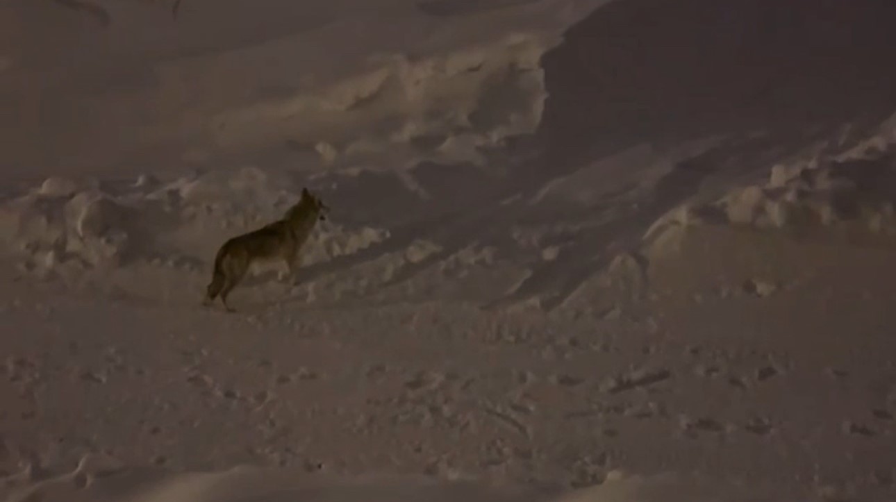 Yüksekova’da çiftçilere "kurt saldırısı" uyarısı
