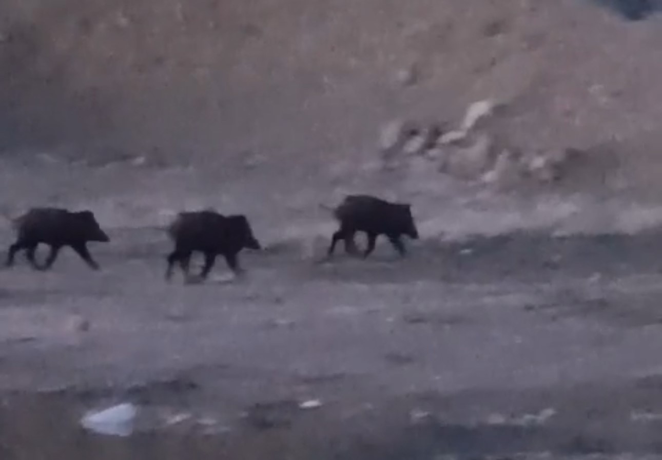 Yüksekova’da domuz sürüsü görüntülendi
