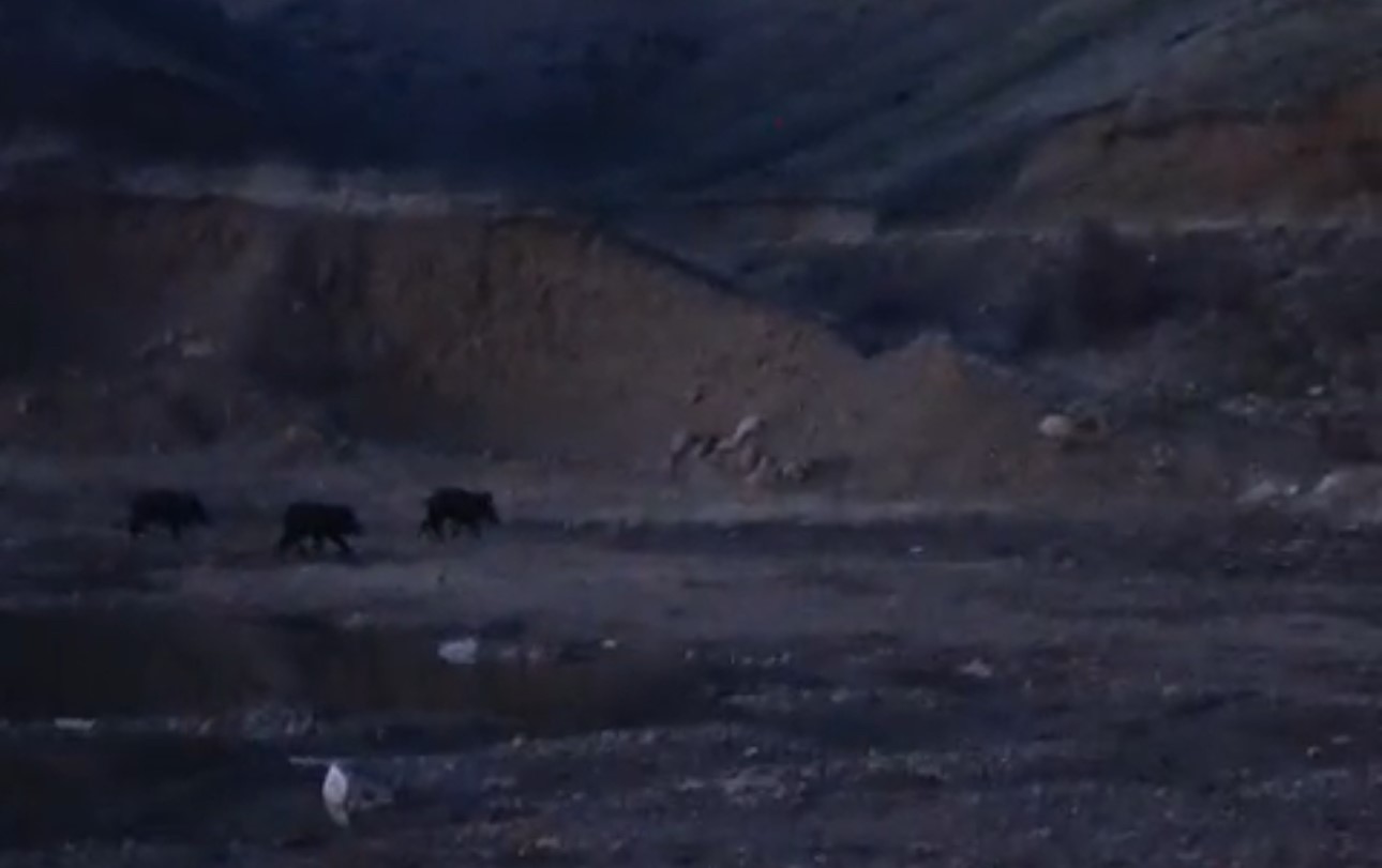 Yüksekova’da domuz sürüsü görüntülendi
