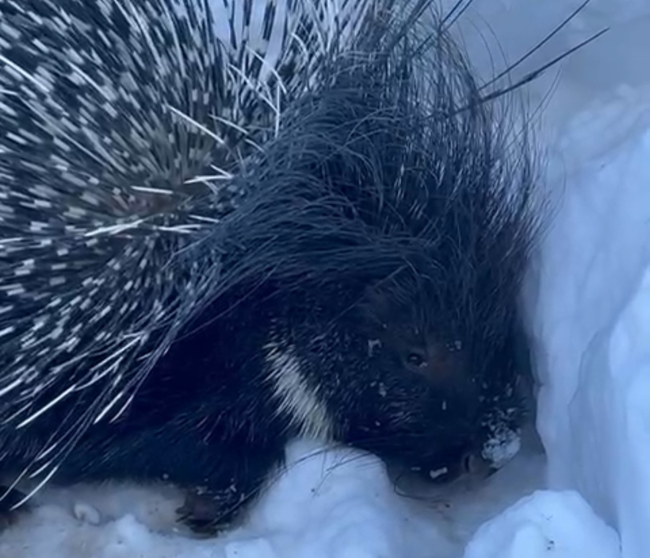 Yüksekova’da Hint oklu kirpi görüntülendi
