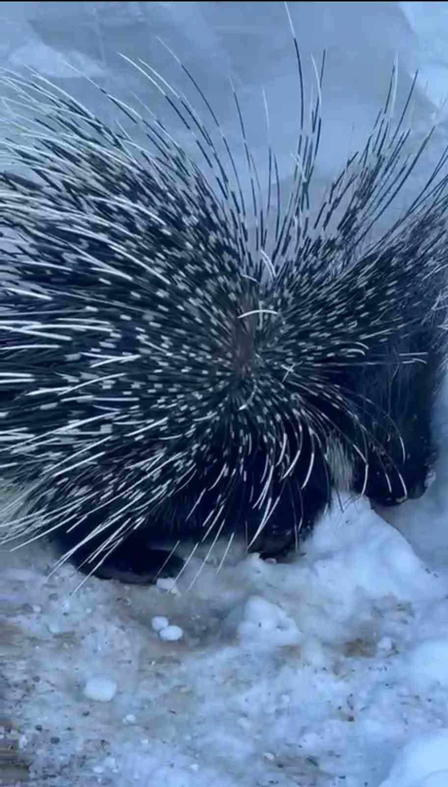 Yüksekova’da Hint oklu kirpi görüntülendi
