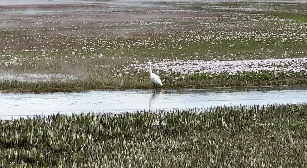 Yüksekova’da küçük akbalıkçıllar görüntülendi
