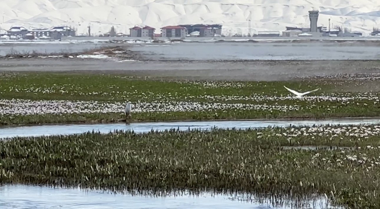 Yüksekova’da küçük akbalıkçıllar görüntülendi
