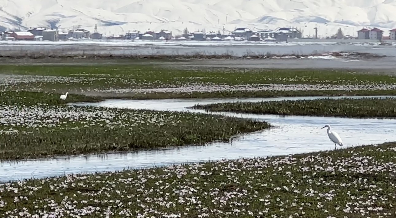 Yüksekova’da küçük akbalıkçıllar görüntülendi

