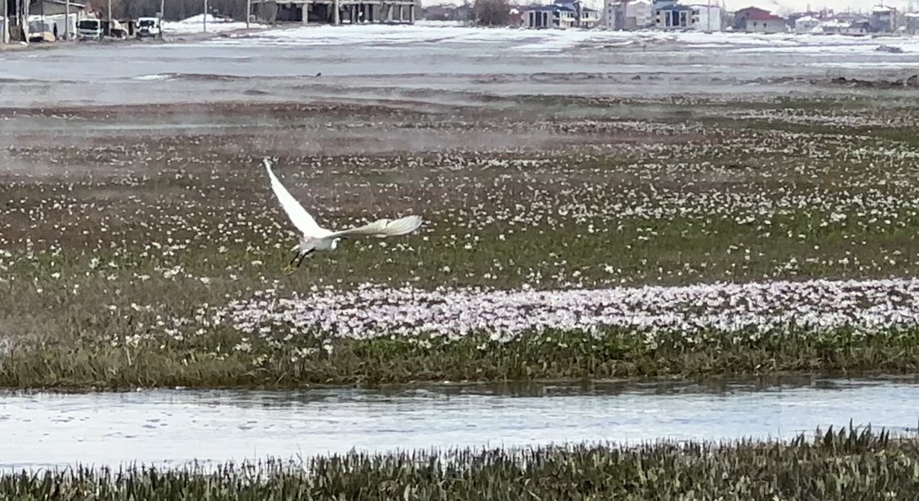 Yüksekova’da küçük akbalıkçıllar görüntülendi
