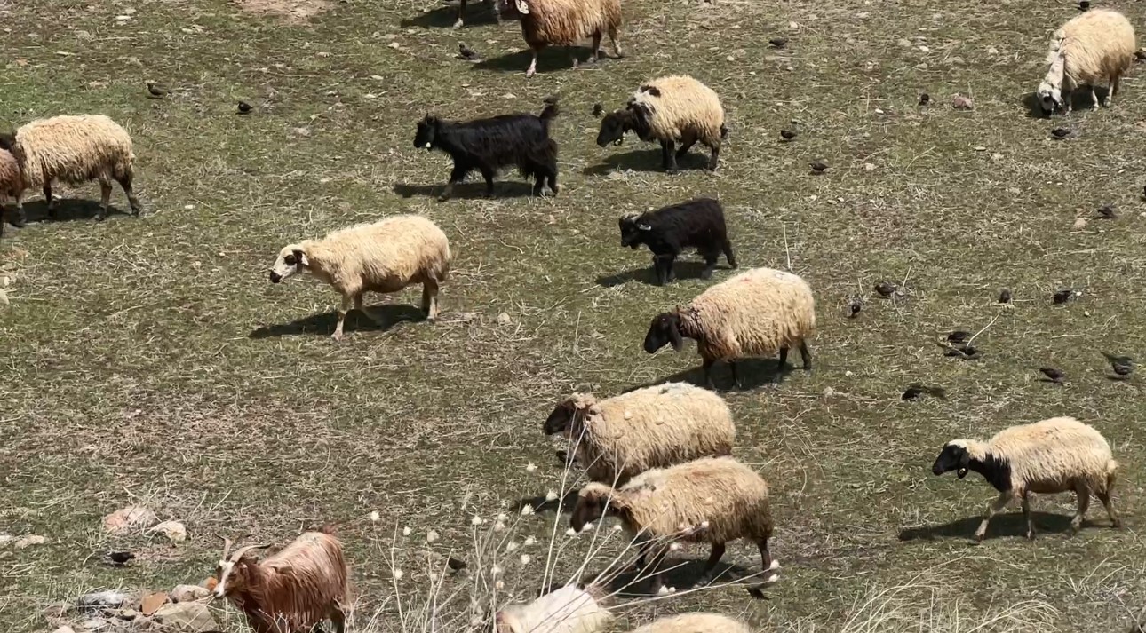 Yüksekova’da küçükbaş hayvanlar meraya çıktı
