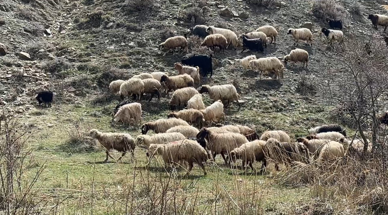 Yüksekova’da küçükbaş hayvanlar meraya çıktı
