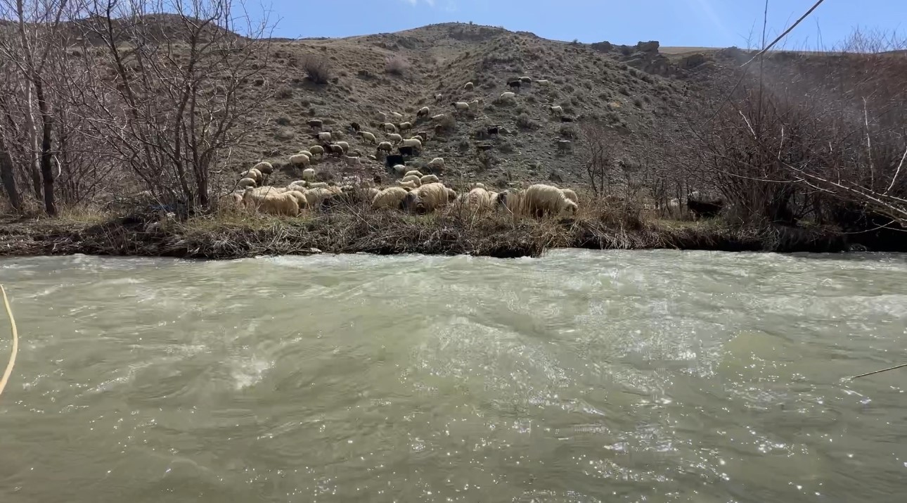Yüksekova’da küçükbaş hayvanlar meraya çıktı
