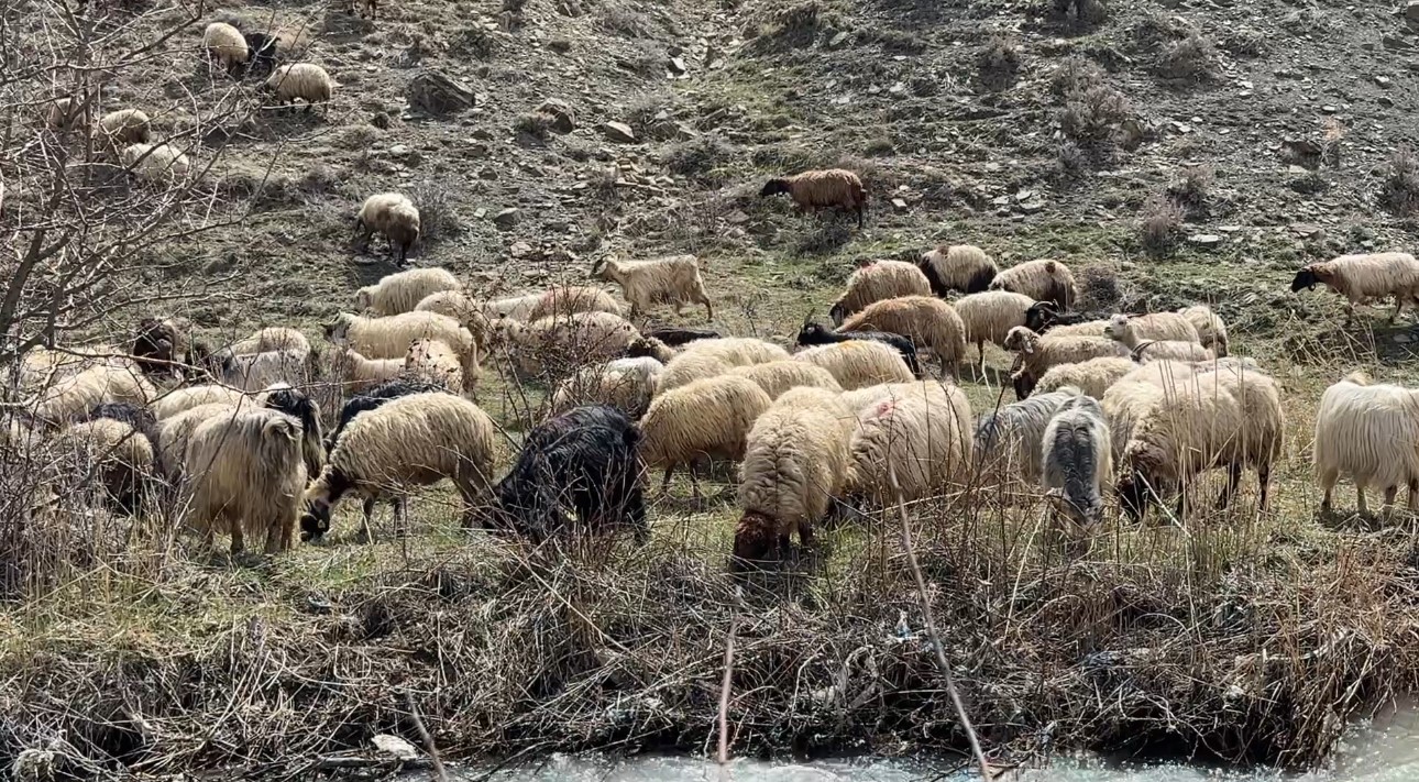 Yüksekova’da küçükbaş hayvanlar meraya çıktı
