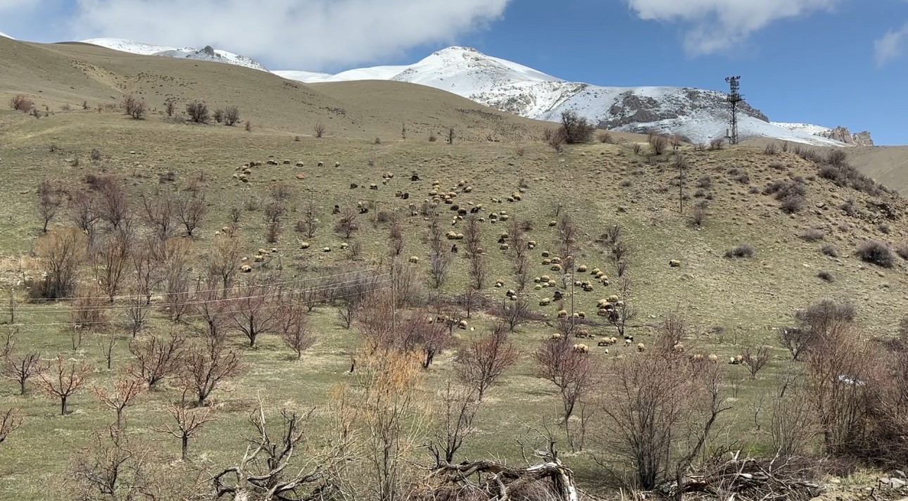 Yüksekova’da küçükbaş hayvanlar meraya çıktı

