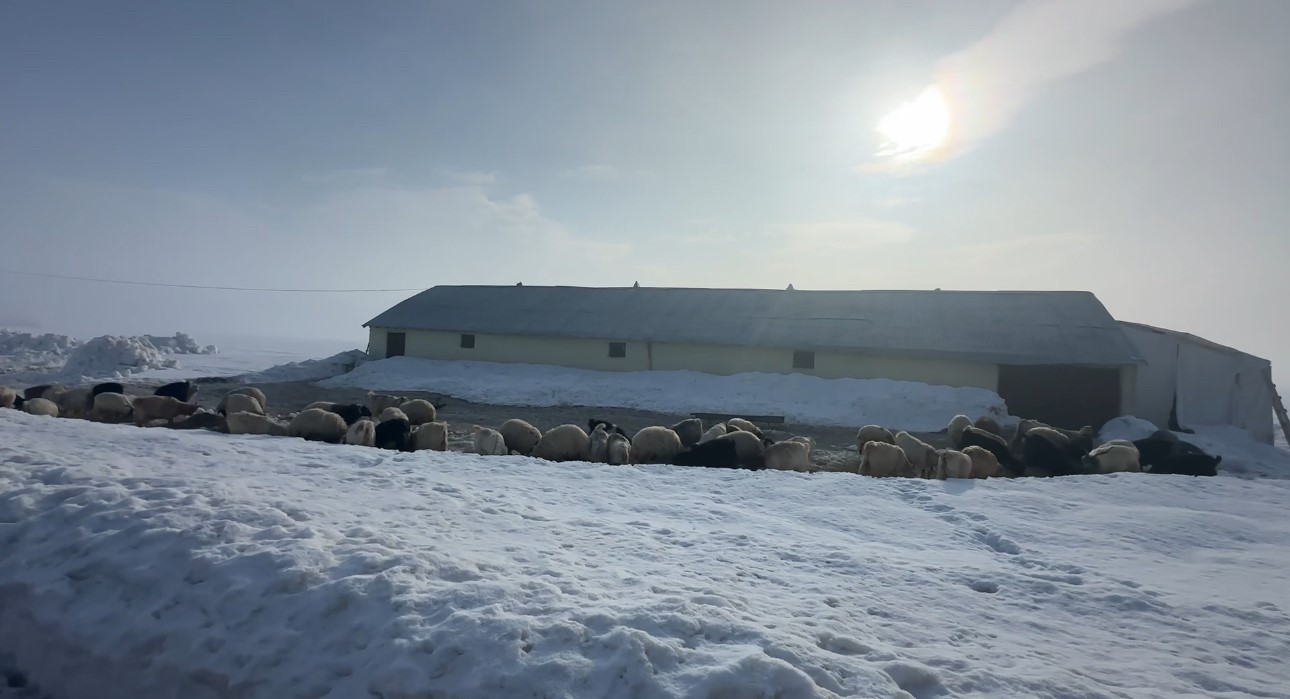 Yüksekova’da kuduz vakası
