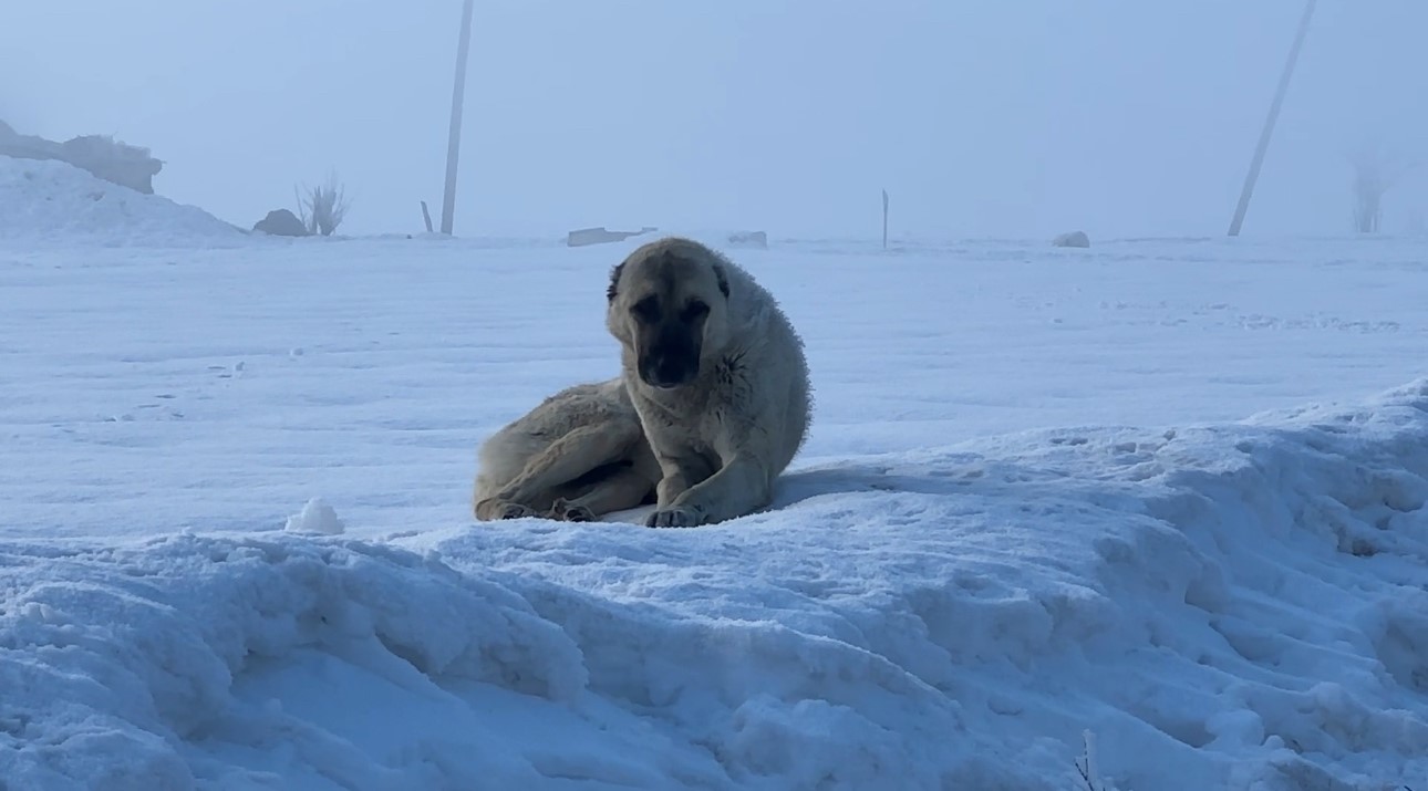 Yüksekova’da kuduz vakası
