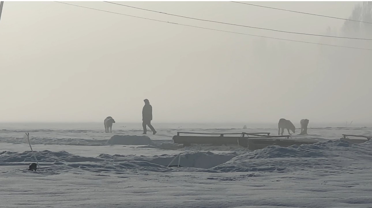 Yüksekova’da kuduz vakası
