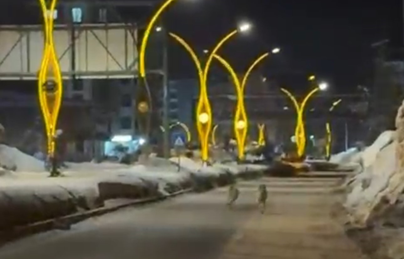 Yüksekova’da kurtlar şehir merkezine indi
