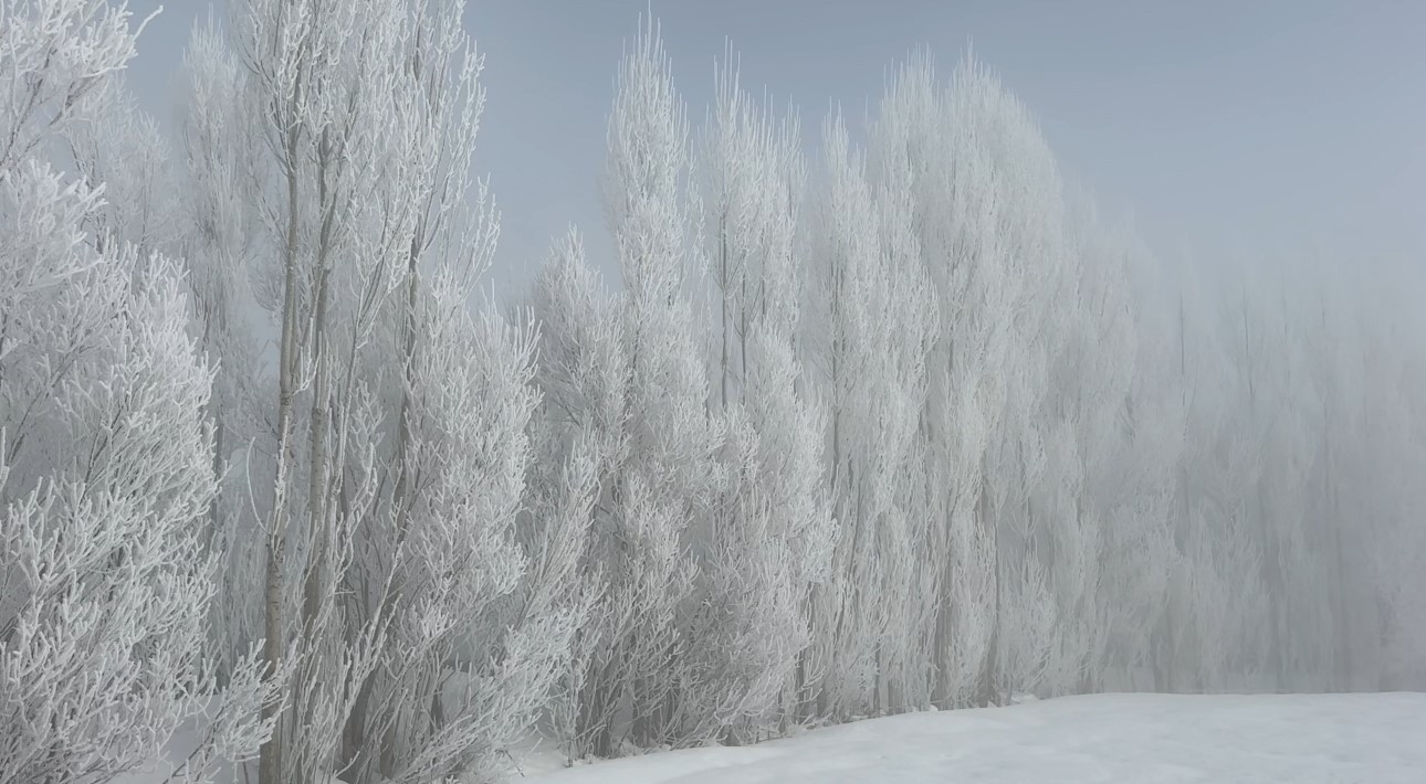 Yüksekova’da sisle birleşen kırağı ağaçları sanat eserine dönüştürdü
