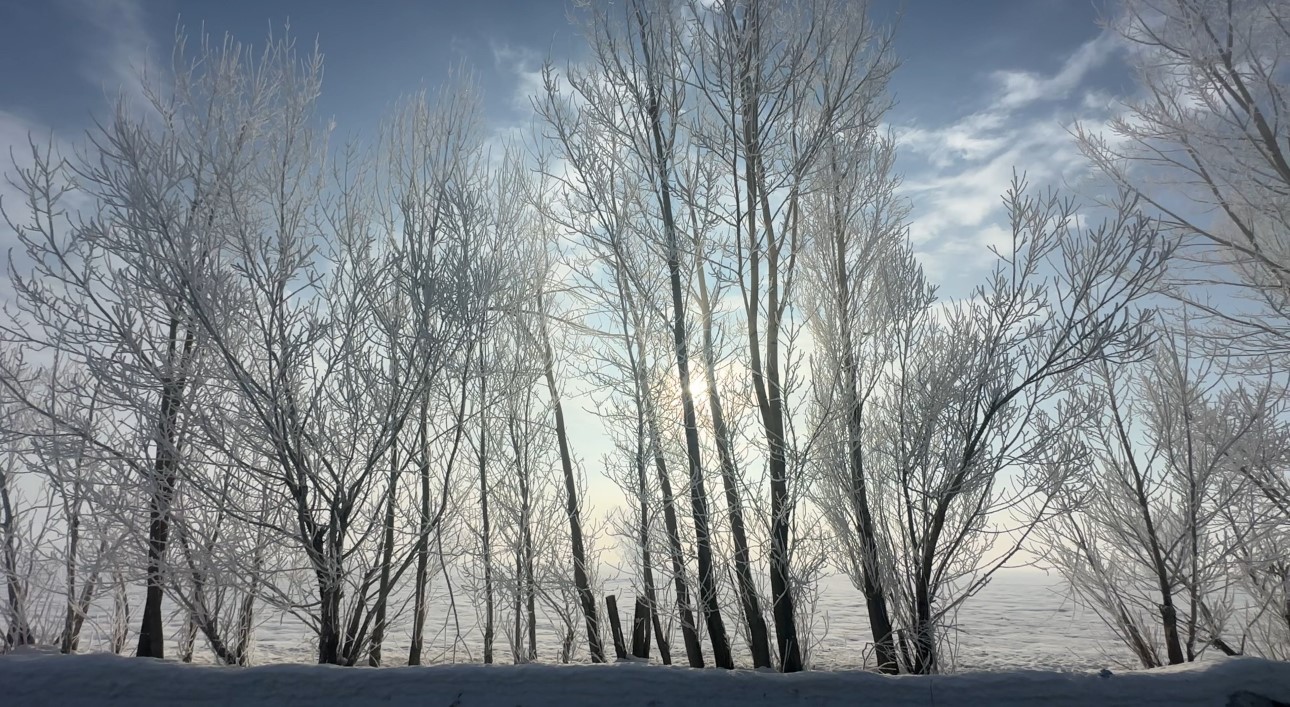 Yüksekova’da sisle birleşen kırağı ağaçları sanat eserine dönüştürdü
