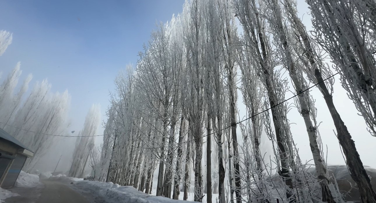 Yüksekova’da sisle birleşen kırağı ağaçları sanat eserine dönüştürdü
