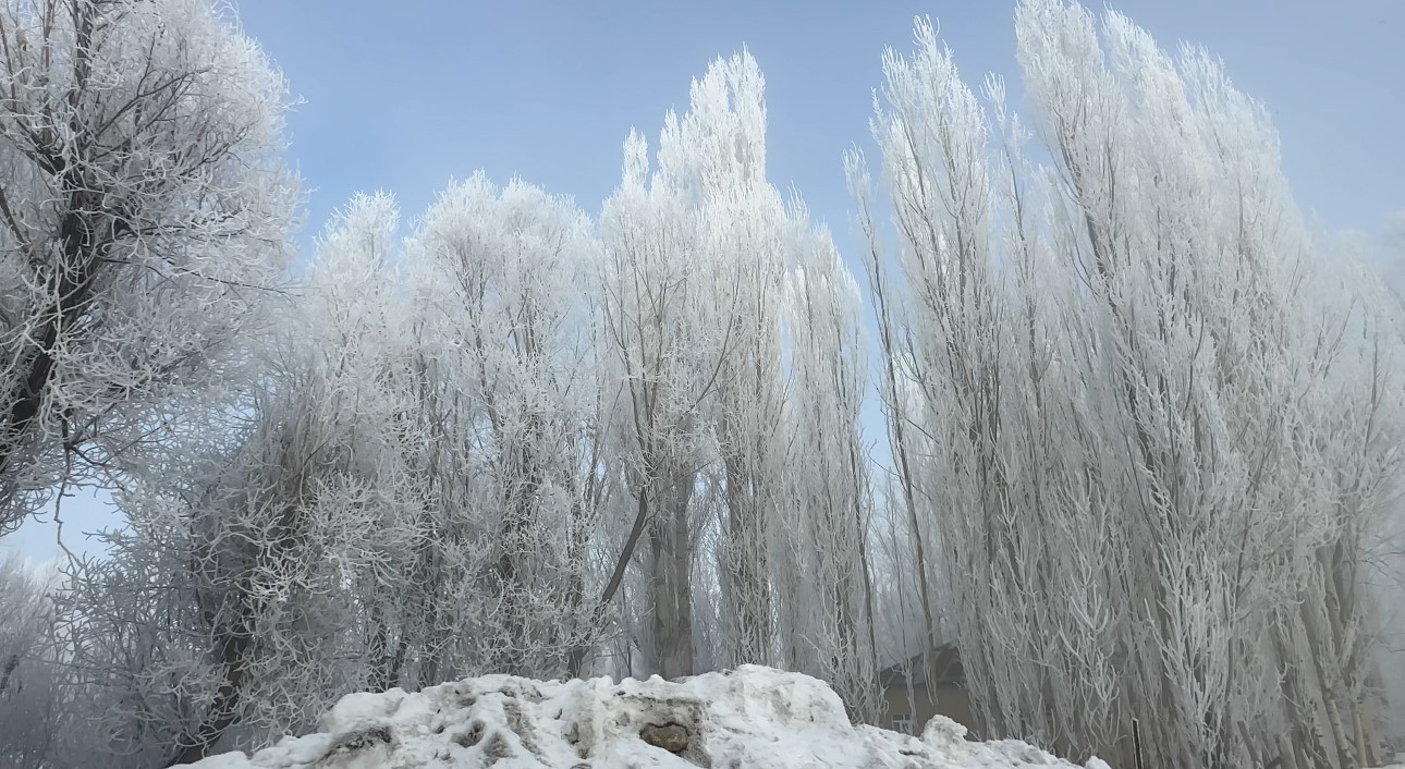 Yüksekova’da sisle birleşen kırağı ağaçları sanat eserine dönüştürdü
