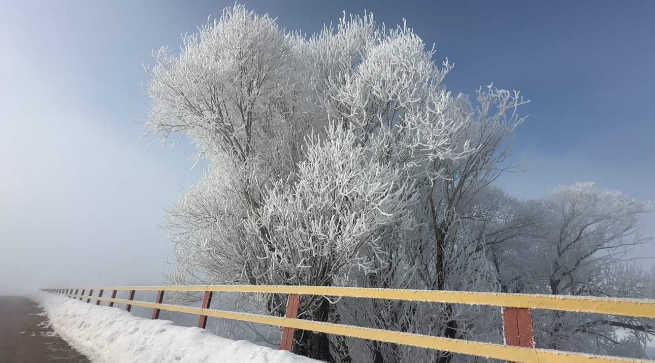 Yüksekova’da sisle birleşen kırağı ağaçları sanat eserine dönüştürdü
