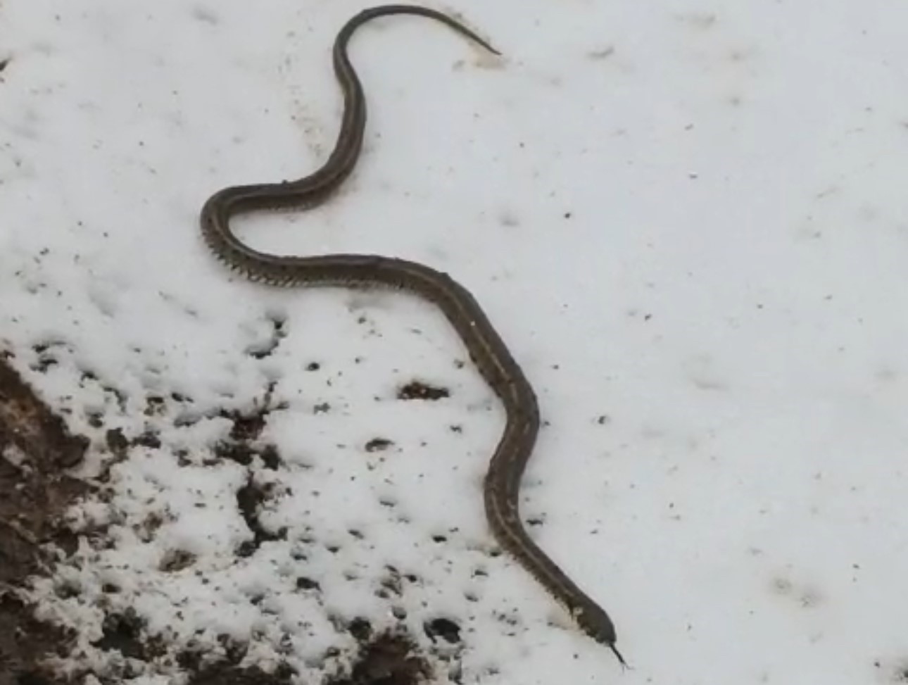 Yüksekova’da su arızası giderilirken 1 metrelik yılan çıktı
