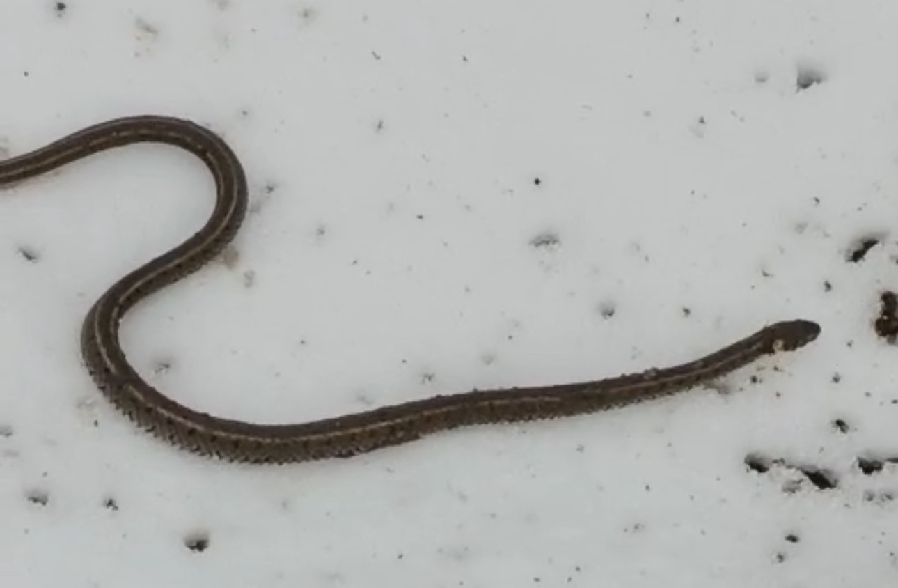 Yüksekova’da su arızası giderilirken 1 metrelik yılan çıktı
