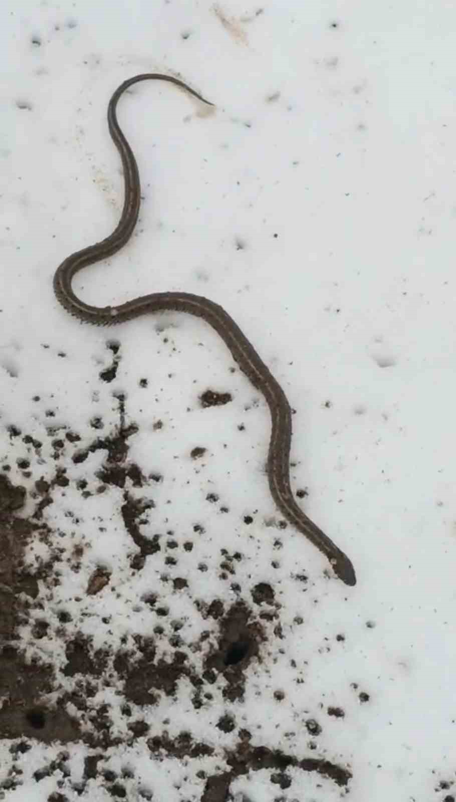 Yüksekova’da su arızası giderilirken 1 metrelik yılan çıktı
