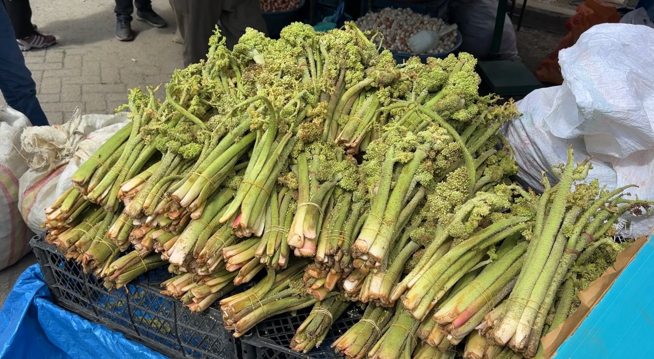 Yüksekova’da ‘yayla muzu’ mesaisi başladı
