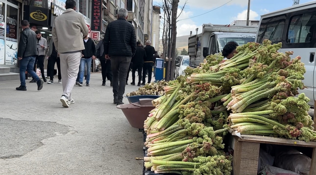 Yüksekova’da ‘yayla muzu’ mesaisi başladı
