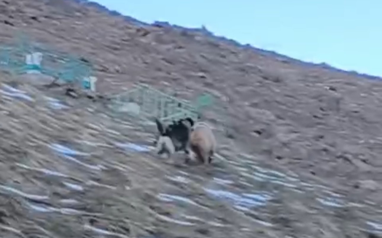 Yüksekova’da yerleşim yerine inen ayıları çoban köpekleri uzaklaştırdı
