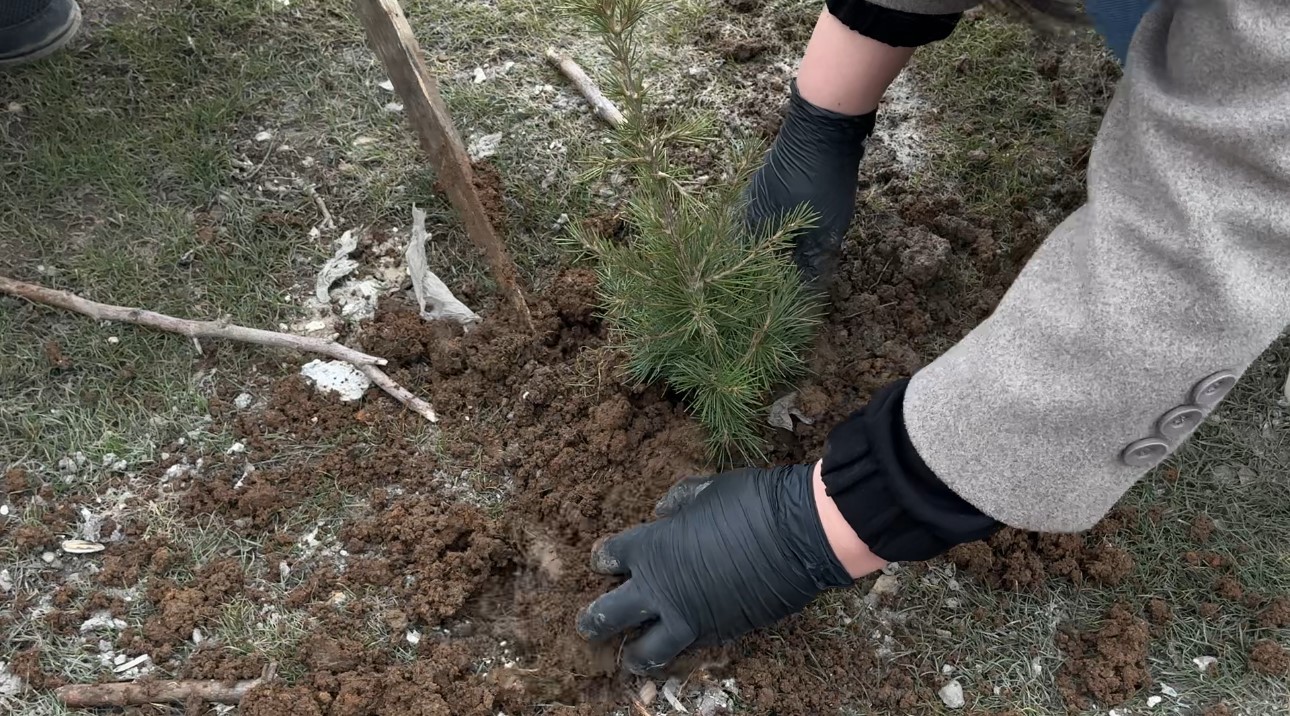 Yüksekovalı girişimci kadın çevreye dikkat çekmek için fidan dikti
