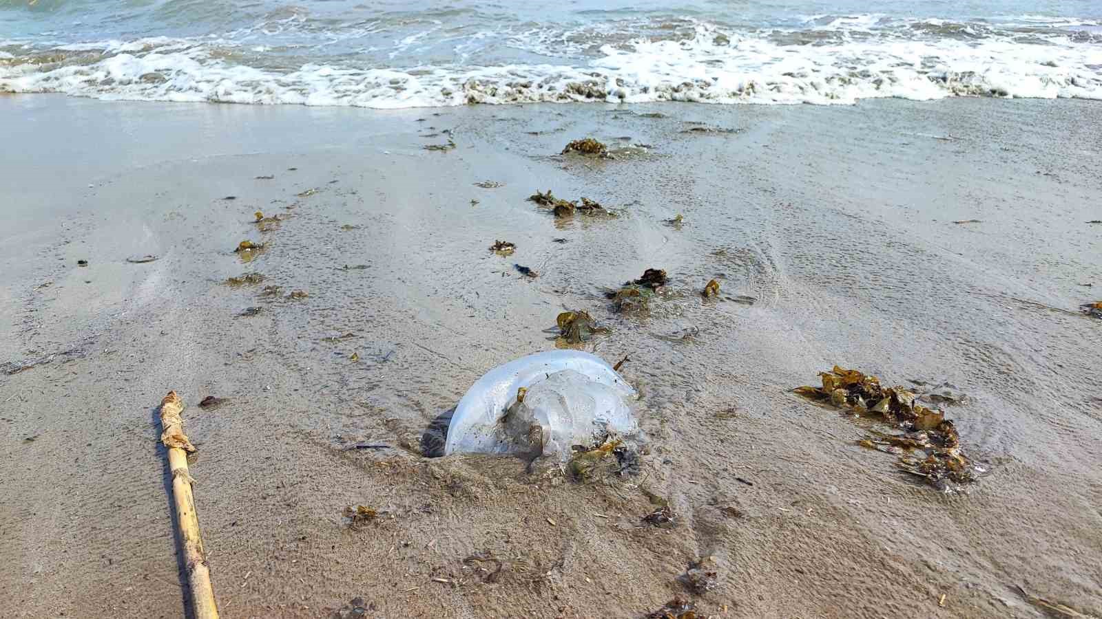 Yumurtalık sahilini denizanaları sardı
