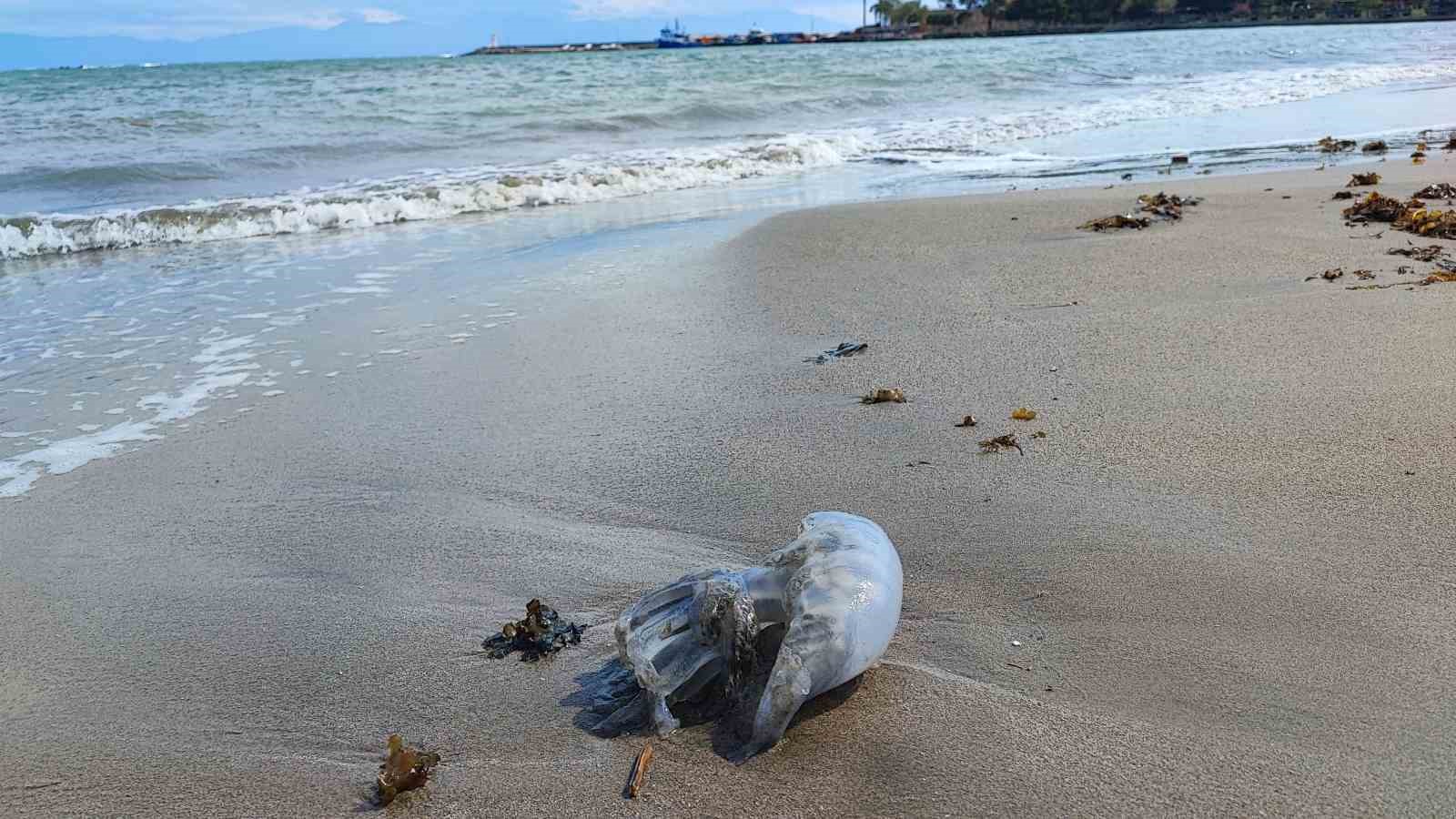 Yumurtalık sahilini denizanaları sardı
