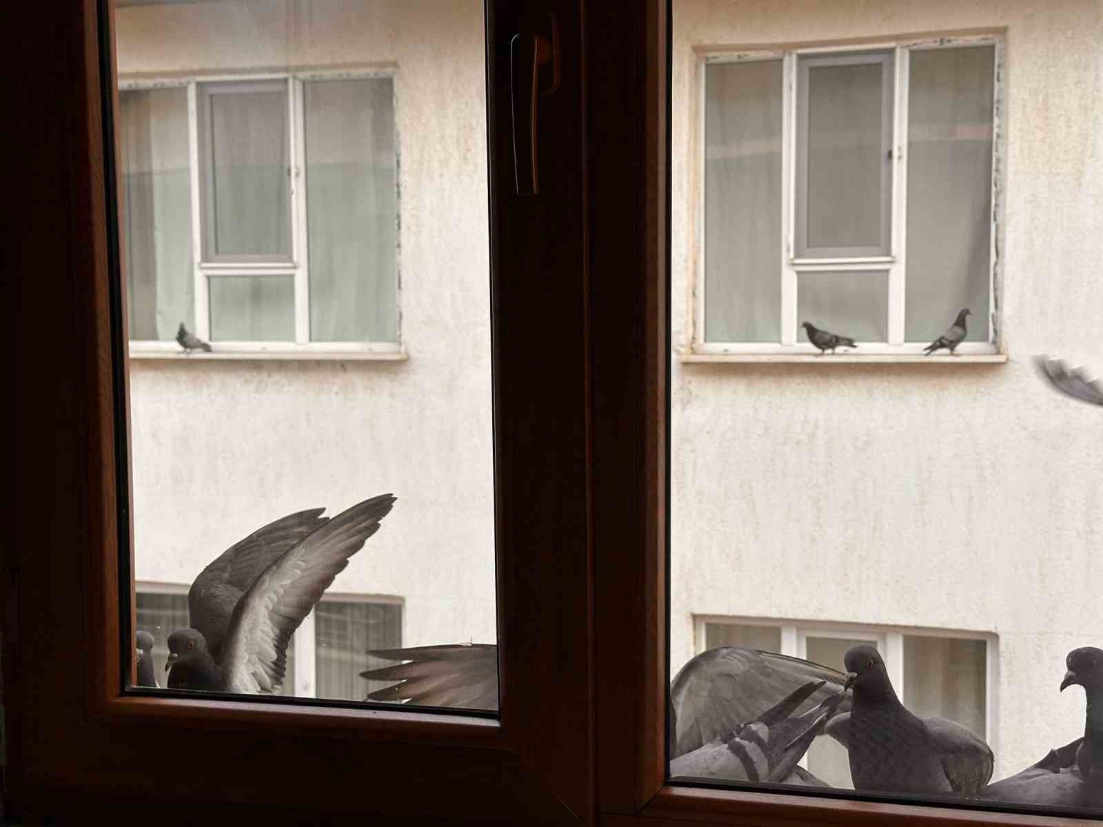 Yürekleri ısıtan davranış: Minik öğrenciden kuşlara ekmek
