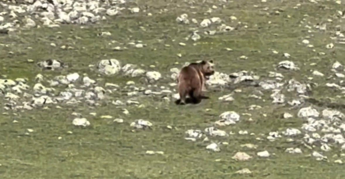 Yürümekte güçlük çeken bozayı ormana böyle ulaşmaya çalıştı
