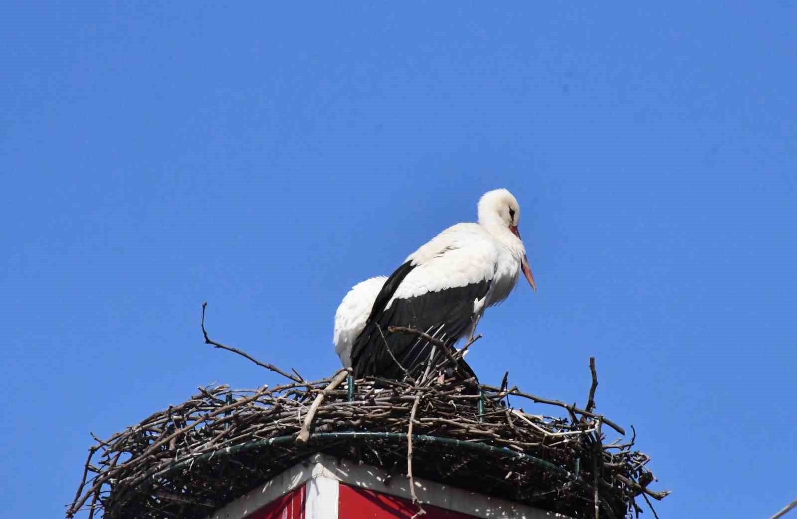 Yuva yapacak alan bulamayan leylekler yeniden İznik’te
