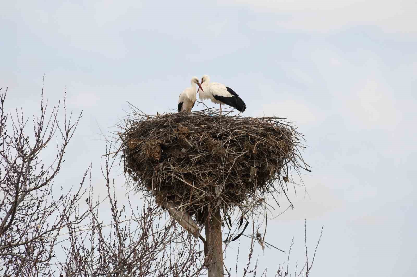 Yuvalarına dönen leylekler Yozgat’ta baharı müjdeledi
