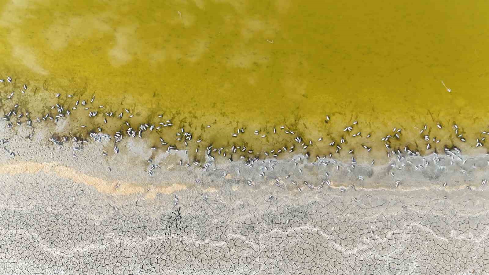 Yüzlerce balık telef olmuştu, o göl yeniden doldu
