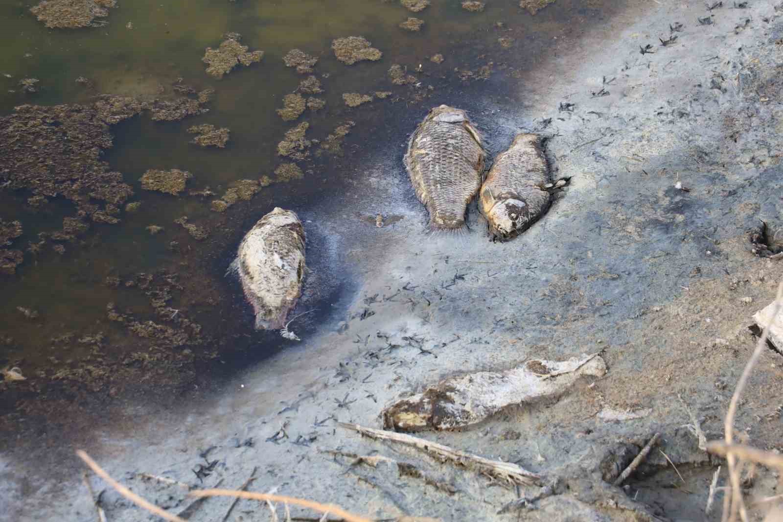 Yüzlerce balık telef olmuştu, o göl yeniden doldu
