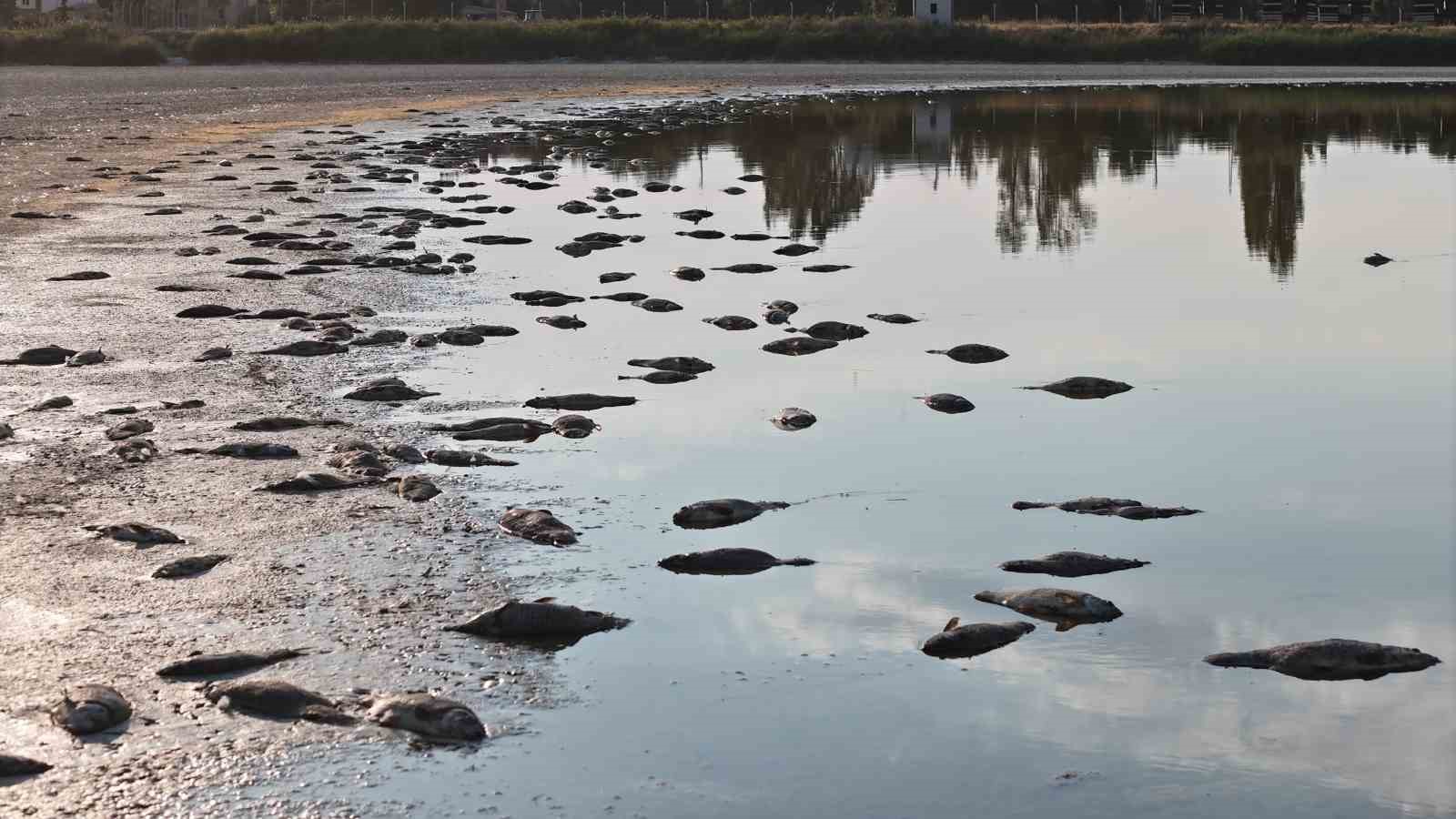 Yüzlerce balık telef olmuştu, o göl yeniden doldu
