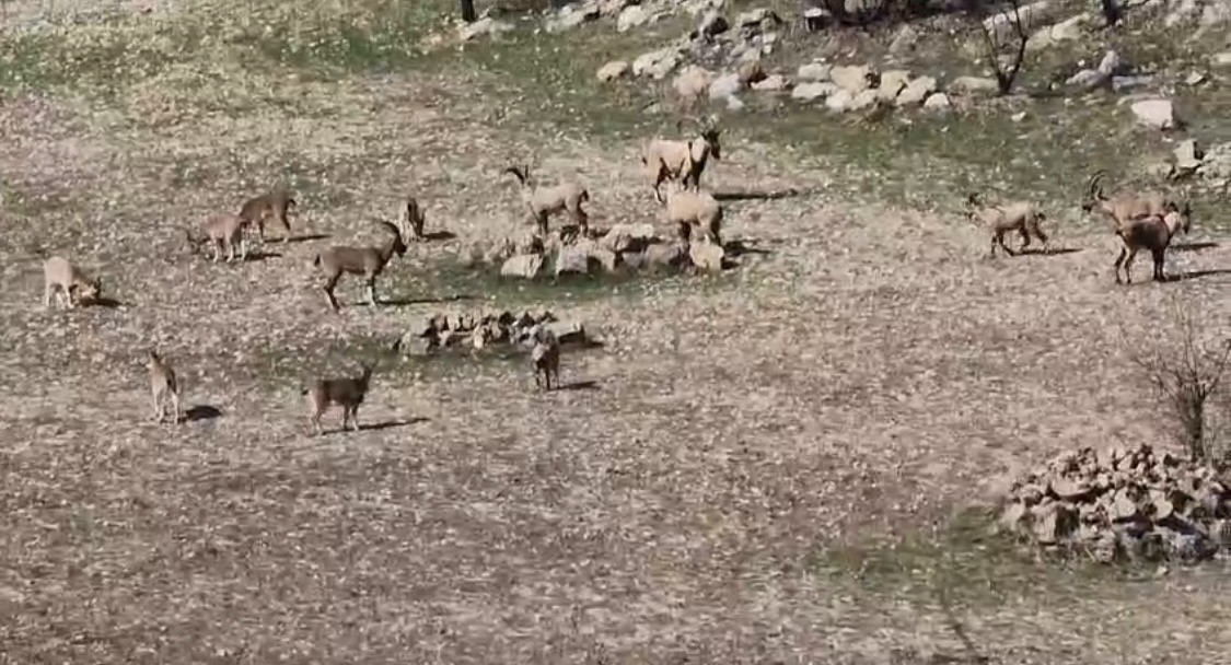 Zarar vermenin cezası 940 bin lira: Diyarbakır’da sürü halinde görüntülendi
