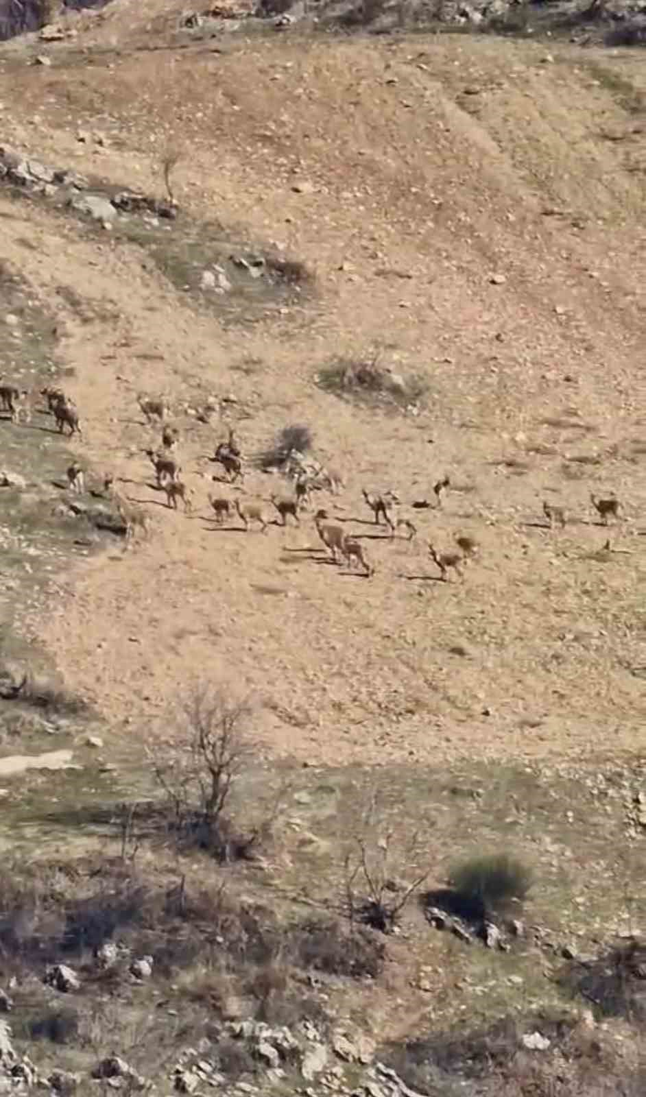 Zarar vermenin cezası 940 bin lira: Diyarbakır’da sürü halinde görüntülendi
